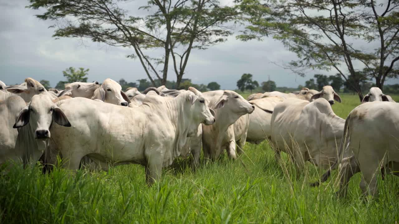 Ganasal